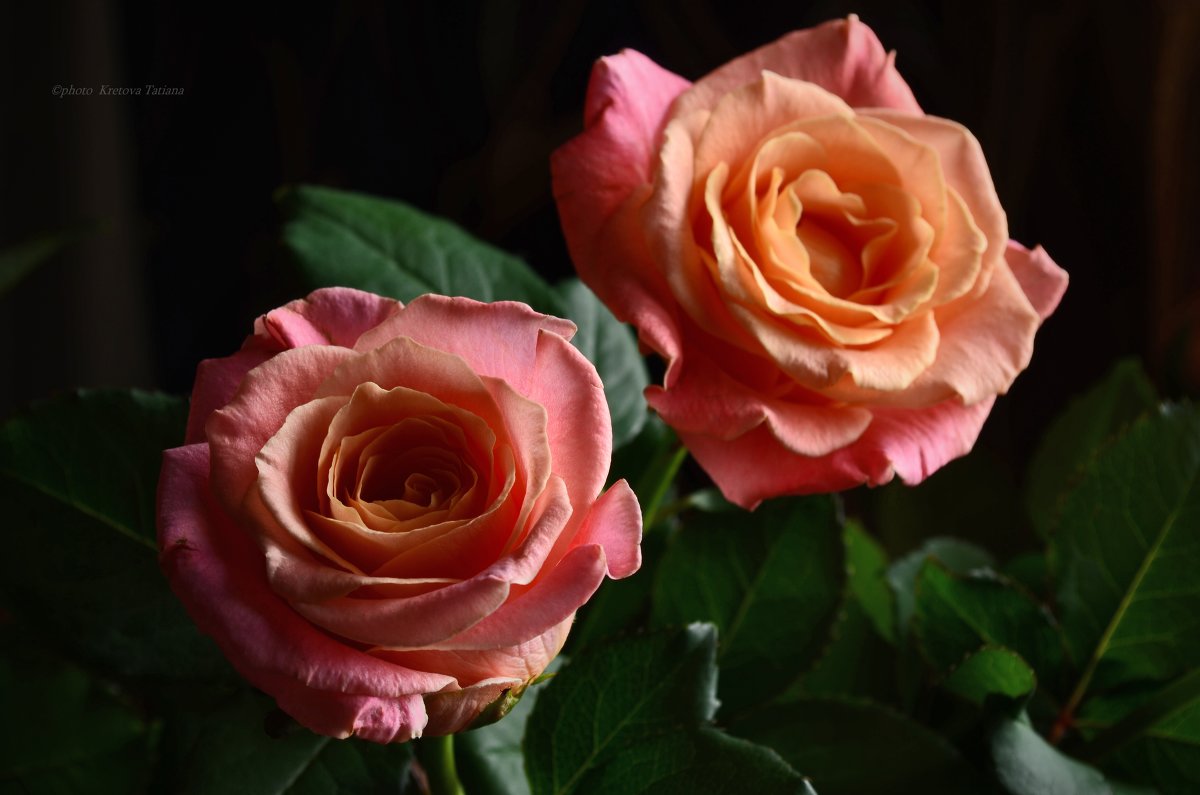 Нежность ароматных роз... - Tatiana Kretova