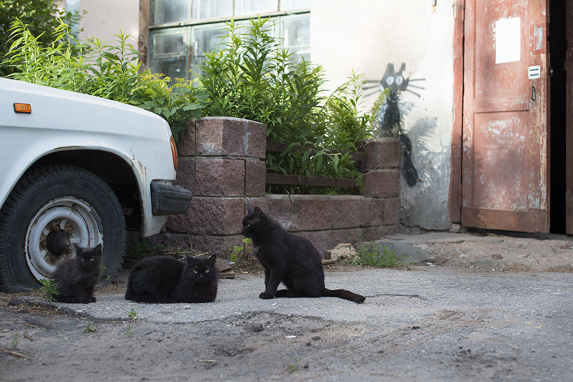 Черные-черные кошки - Елена Васильева