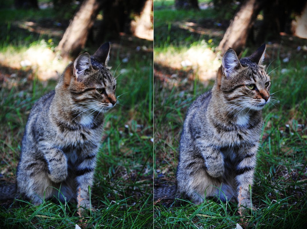 Cat - Аня Каракулова