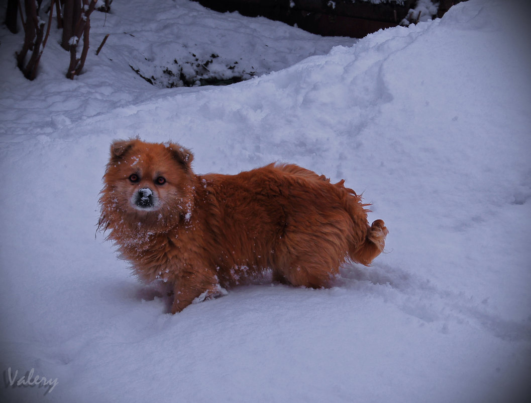 снежный пес - Валерия Скиба