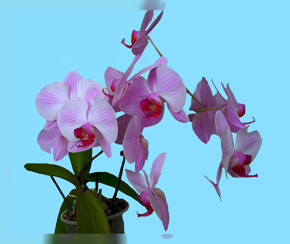 Комнатные орхидеи - Владимир Хатмулин