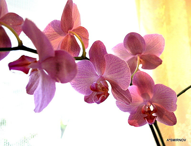Orchid grandmother Shura! - A. SMIRNOV