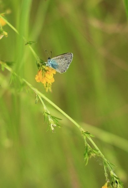 Бабочка - Мария Вылегжанина