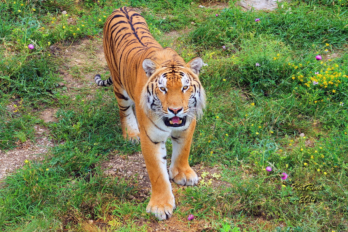 Tiger - KatRina K