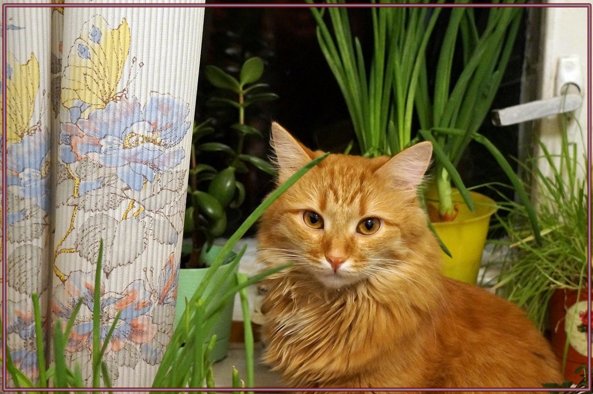 Кот весной - Елена Федотова