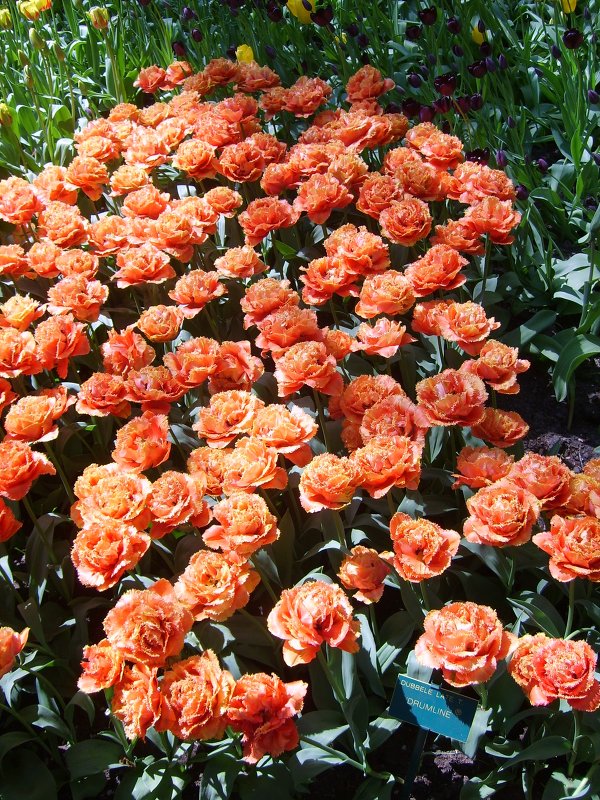 Тюльпаны - Лариса Рогова