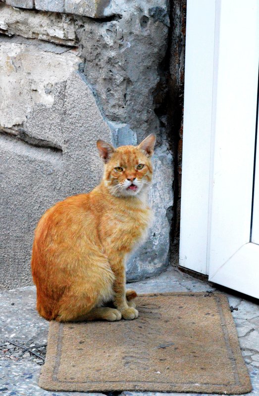 злющий рыжий кот - Игорь Попов
