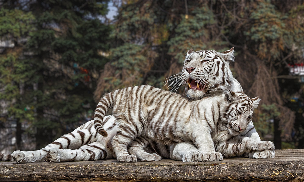 Белые тигры - Nn semonov_nn