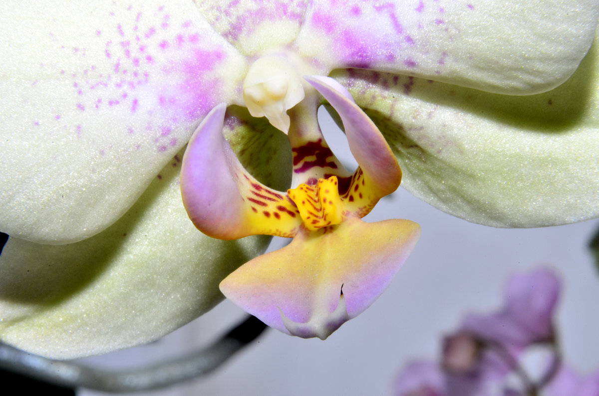 орхидея - наталья 