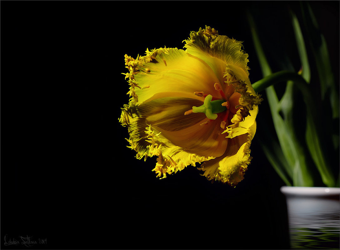 Жёлтый тюльпан - Светлана Л.