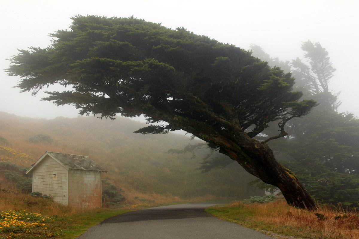 Point Reyes - Размик Марабян