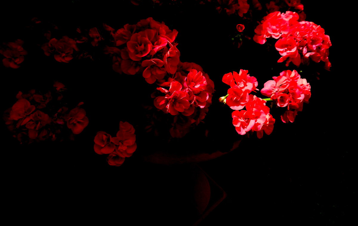Красные цветы - Юрий Бондер