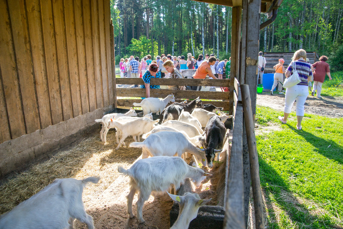 Экскурсия на ферму коз. - Jevgenija St