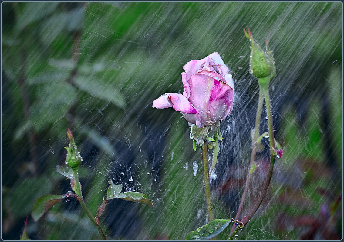 Расцветающая под дождем! - Сергей Афонякин