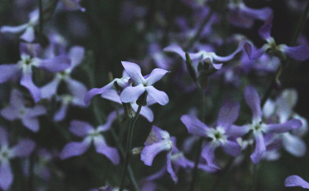 flowers. matiola - Inna Radchenko (Gorovaya)