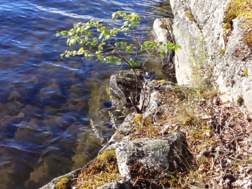 Вода и камень - Жанна Румянцева