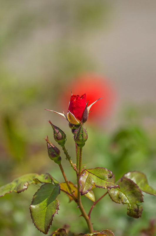 Роза на фоне розы - Александр Земляной