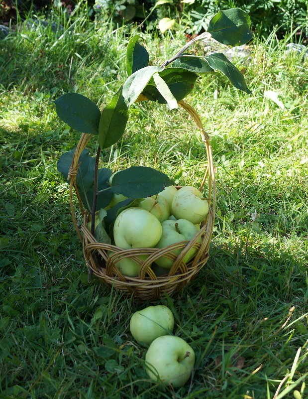 Яблоки на траве - Галина Кан