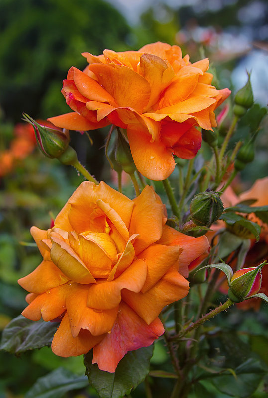 Оранжевые розы...цвет солнца и зари... - Galinka *K