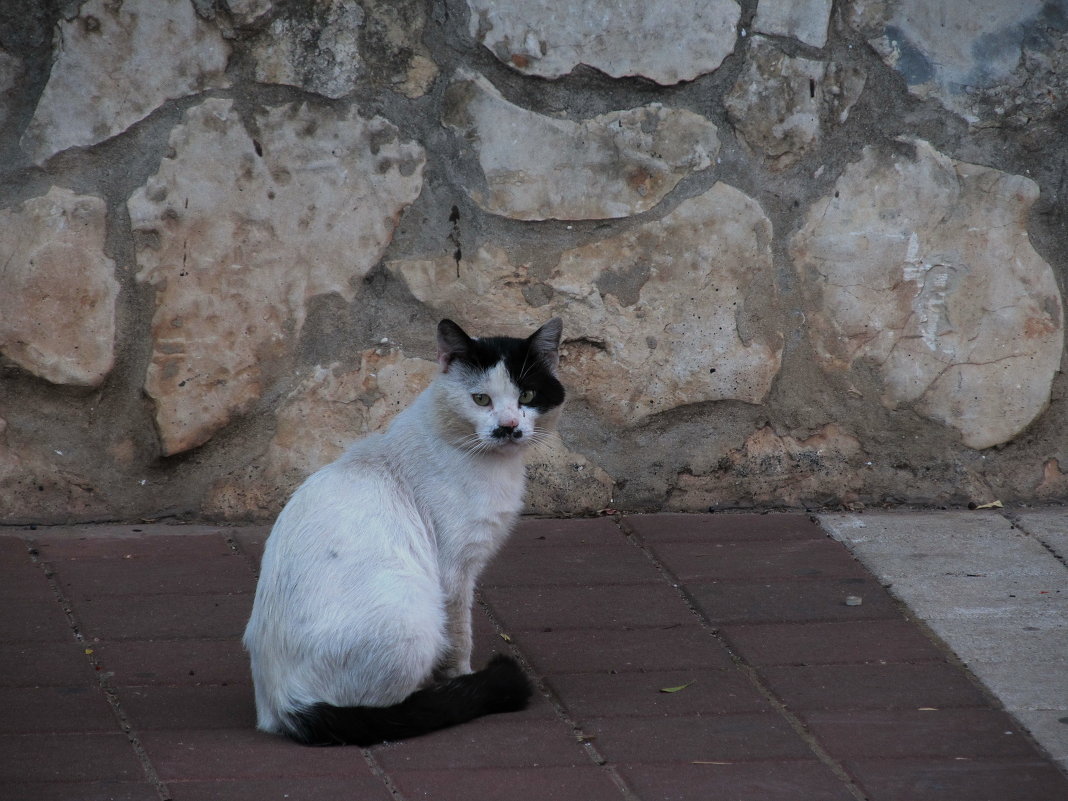 Китлер котпут - ФОТО ОХОТНИК