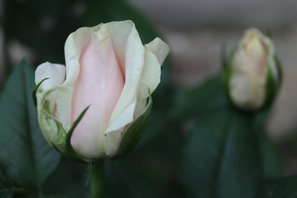 Роза - Света Чубук