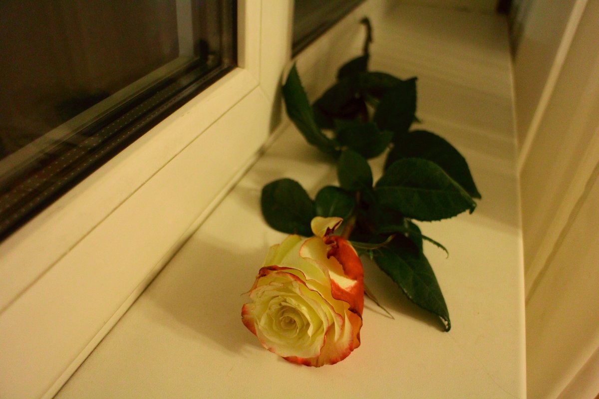 Роза на окне - Вита Чернышева (CheVita)