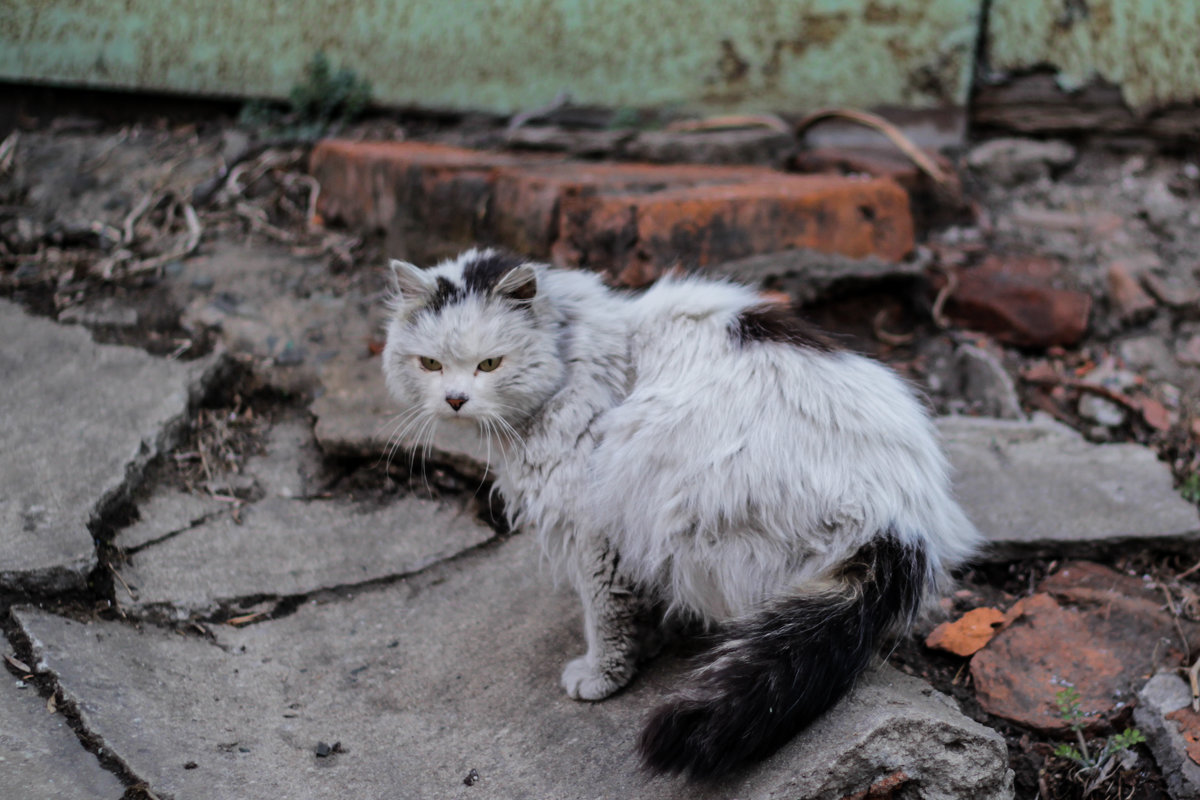 Городской котэ - Borman_vl 