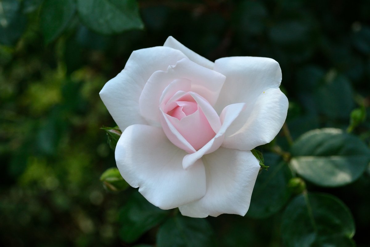 Белая роза - isaevmix Исм