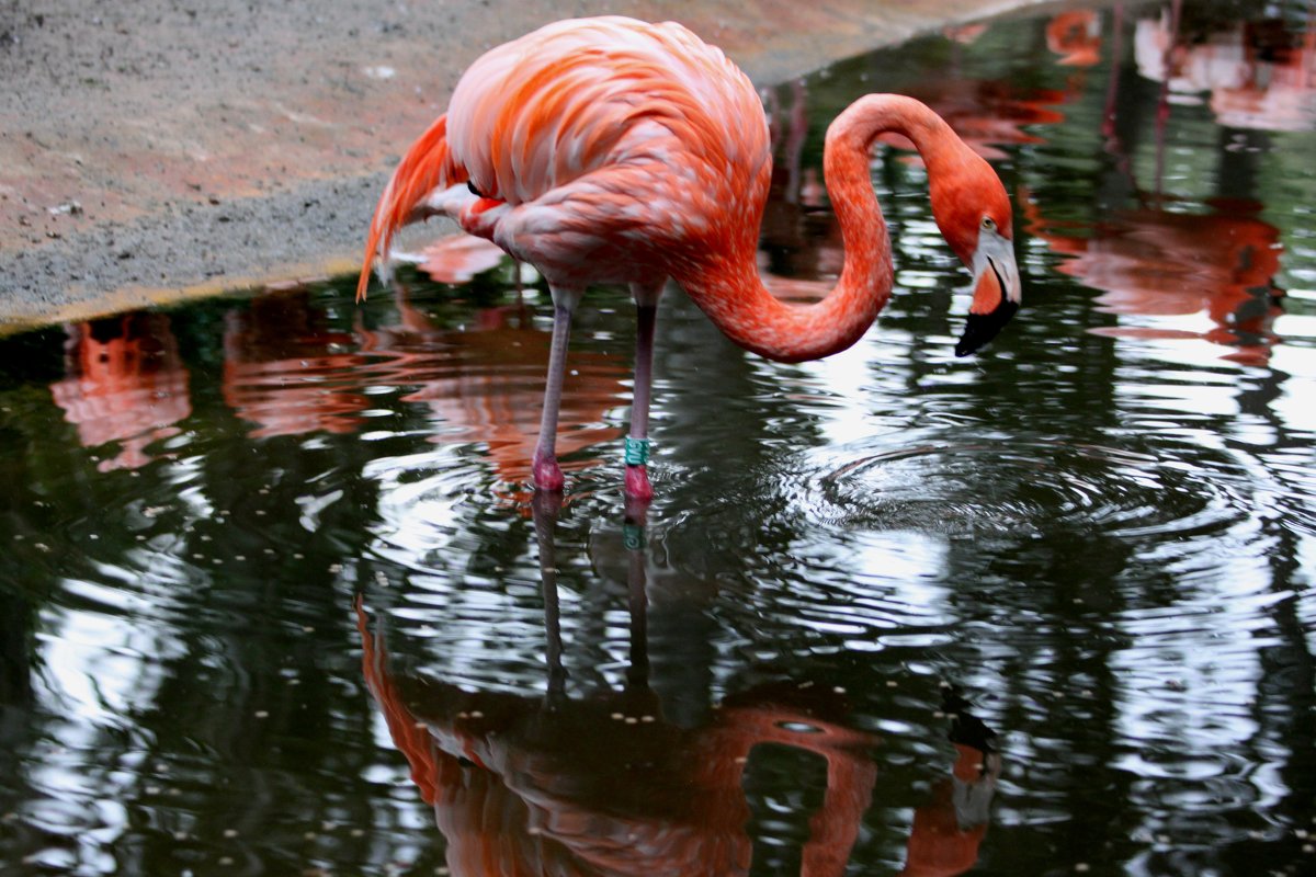 Исключительной особенностью фламинго является окраска оперения. - Savayr 