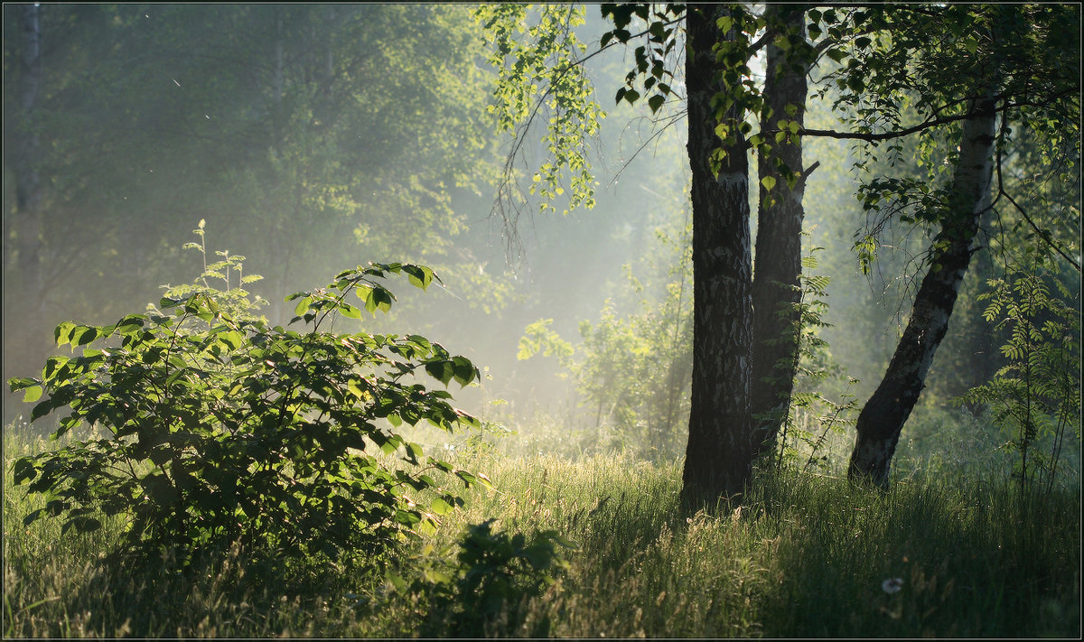 Утро в лесу - Надежда Лаврова