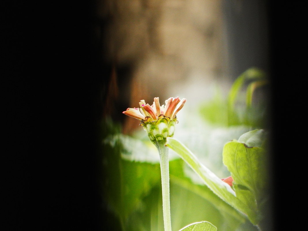 цветок - Arti Aban