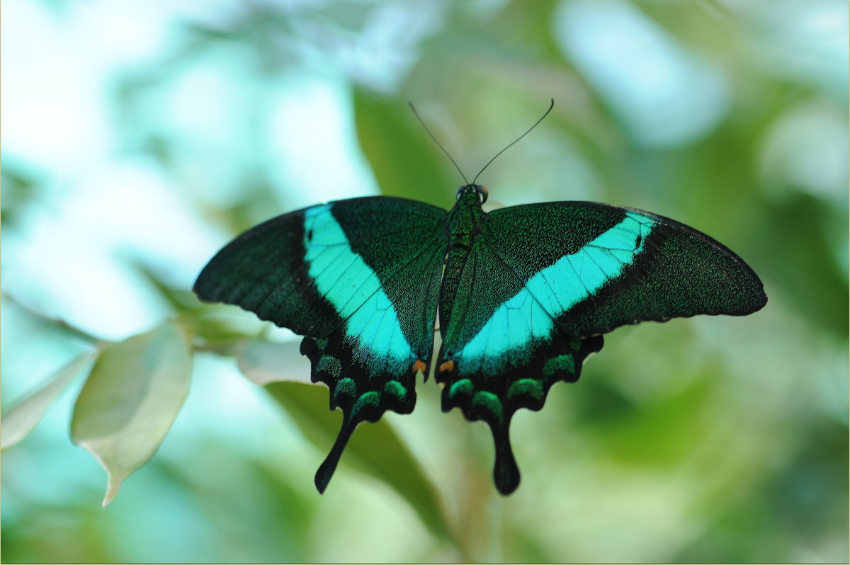 Парусник Papilio palinurus - Алёна 