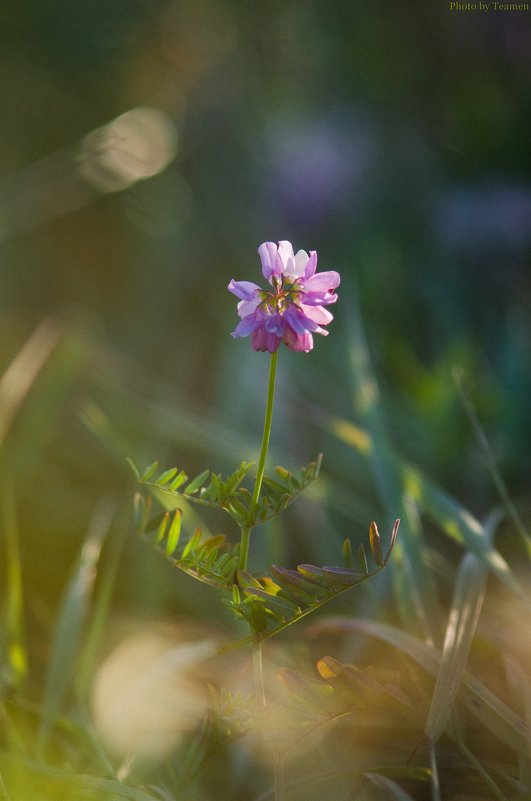 Flora - Ivan teamen