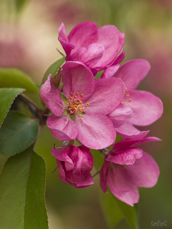 Розовым рассветом, как сады в цвету, уплывает нежность тихо в высоту... - Наташа (tasha7) Хомутецкая