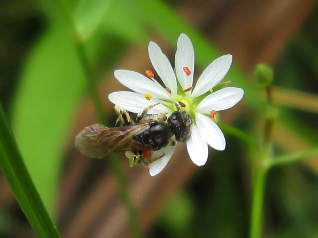 Пчёлка на маленьком цветочке - Елена Palenavi