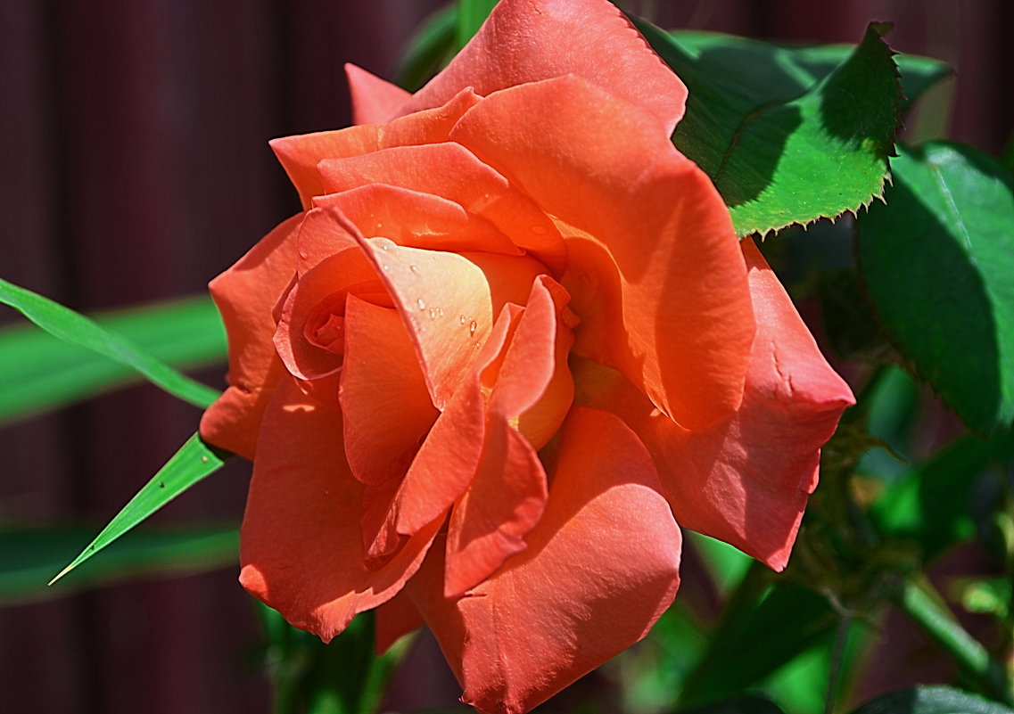 Розовое солнечное лето - *ALISA* ( minck55 )