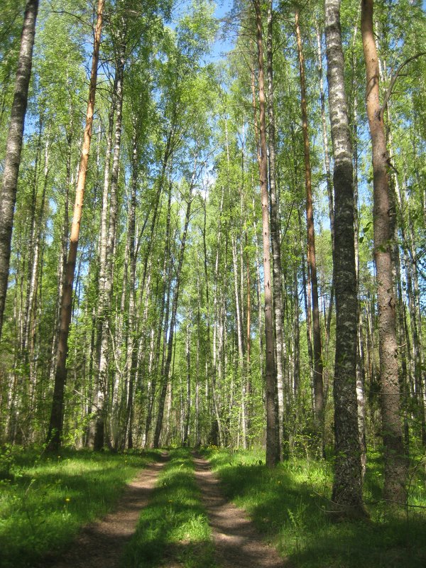 Дорога в весеннем лесу - Вита Чернышева (CheVita)