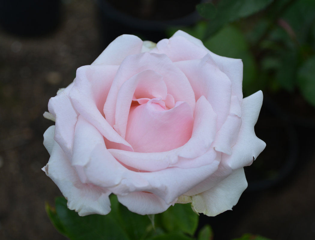 Розовая роза - lara Bondarchuk