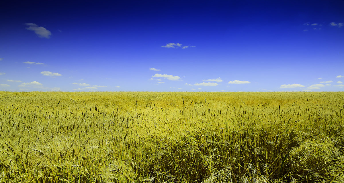 Пшеничное поле - Татьяна 