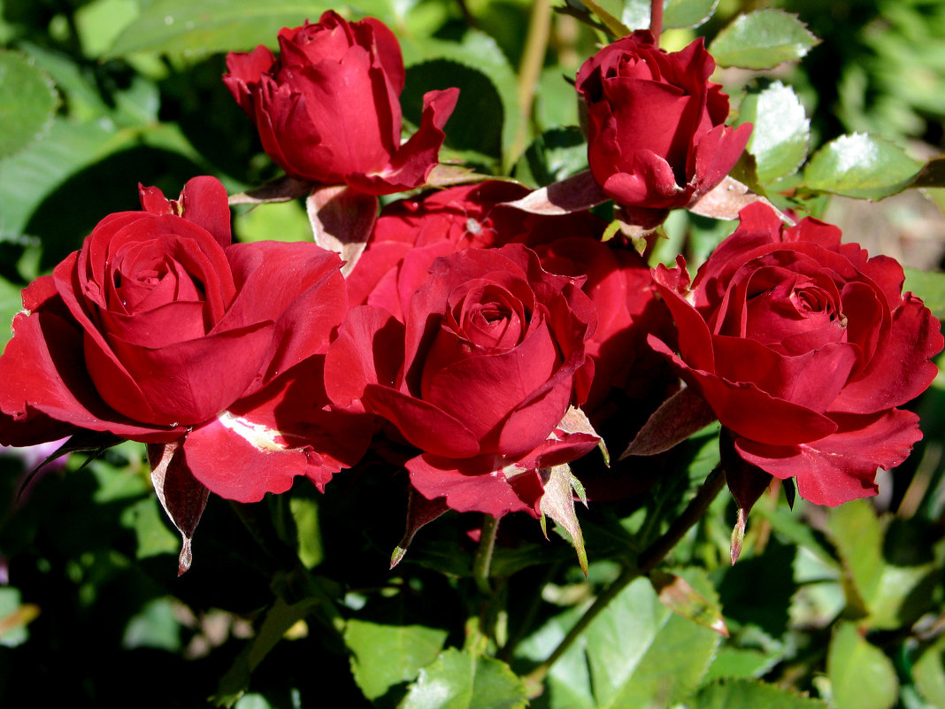 красные розы - Татьяна 