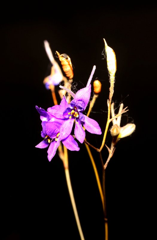 степной цветок - Андрей Волгоградский