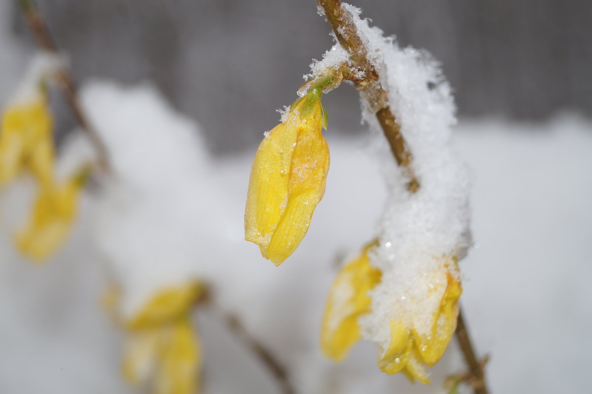 цветы под снегом - Альбина 