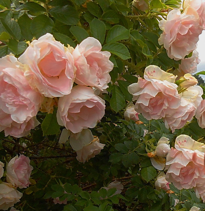 Лето розовых роз - *ALISA* ( minck55 )
