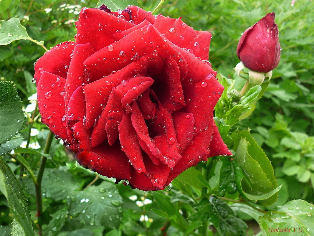 Роза под дождем - Павлова Татьяна Павлова