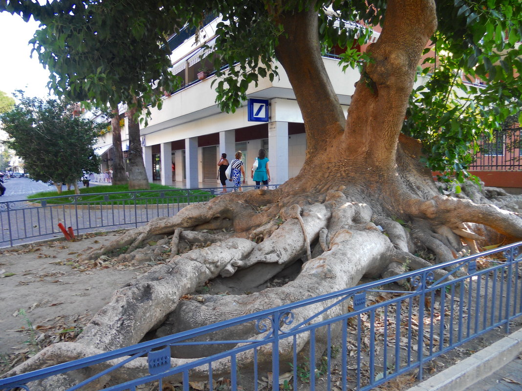 Необычное дерево в Сорренто - Лариса Евдокимова