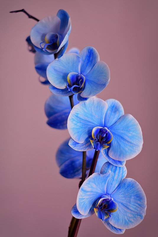 Синяя орхидея - Ольга Диброва