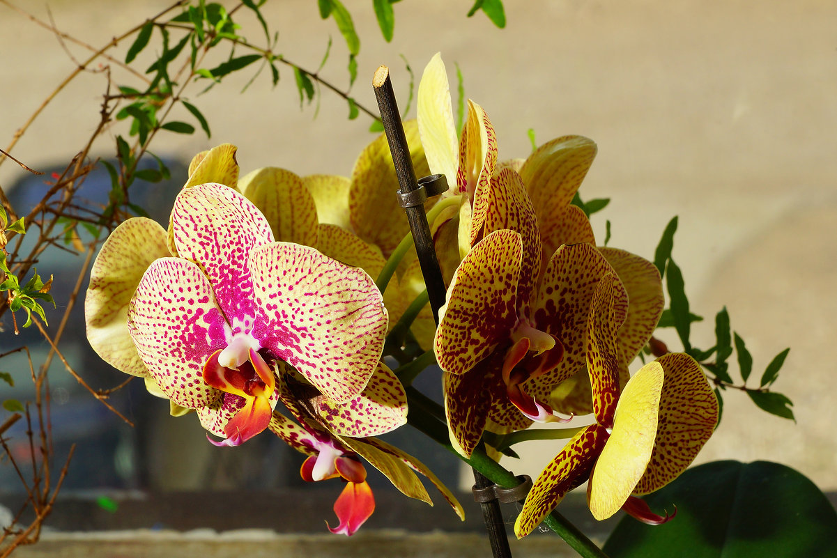 Желтая орхидея - Алексей Golovchenko