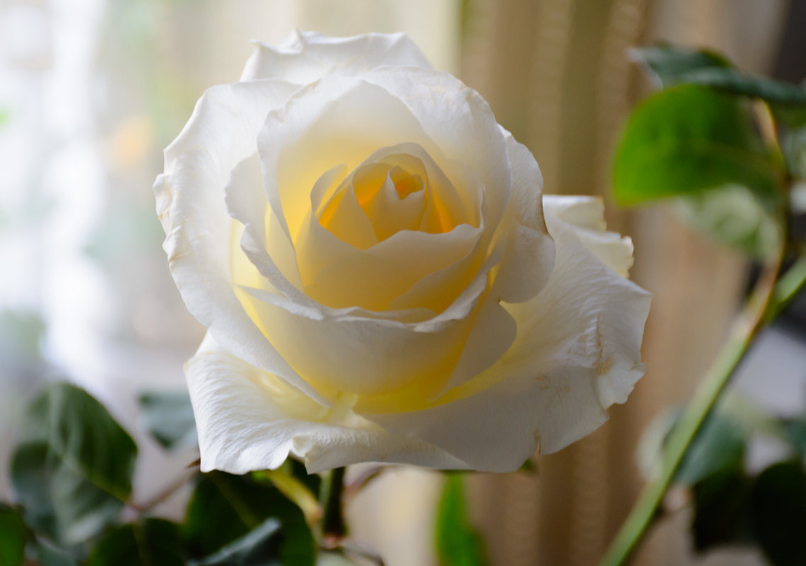 Белая роза - Александр Кудров