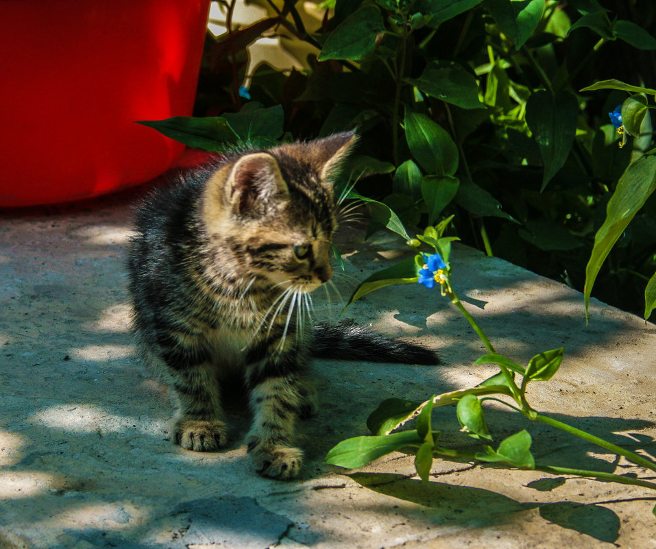 Котёнок - Росновская Екатерина 