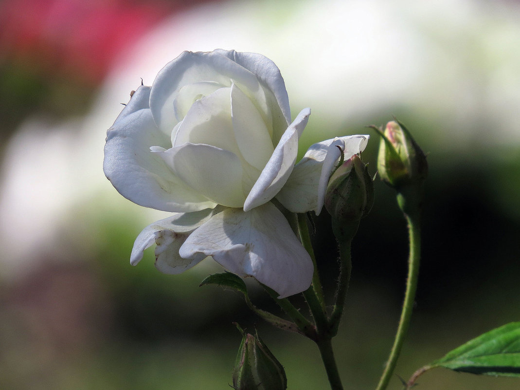 Белая роза - Ната Волга